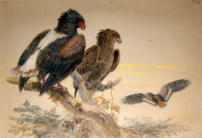 Aigle Bataleur (Helotarsus ecaudatus), 1856-67 - Joseph Wolf